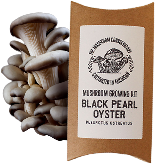 Black Pearl Oyster Mushroom Grow kit