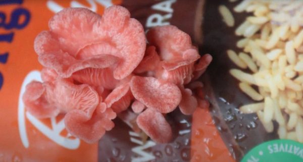 Mushroom Science Kits - Image 5