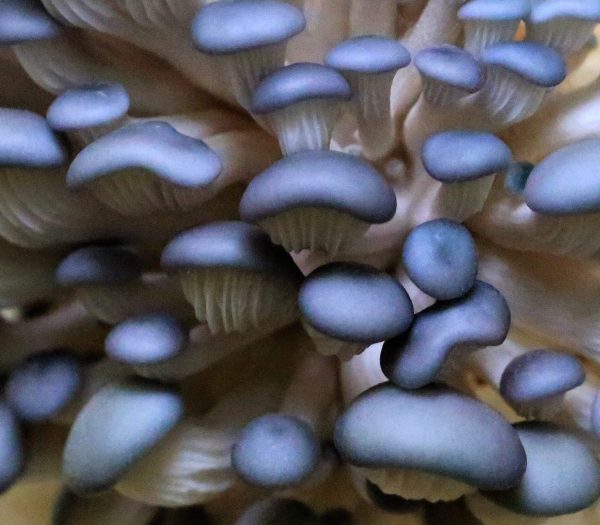 Mushroom Science Kits - Image 9