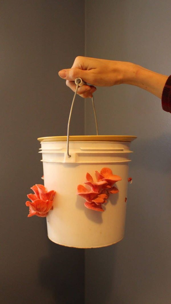 Mushroom Science Kits - Image 3