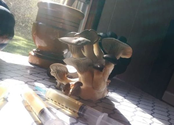 Mushroom Science Kits - Image 11