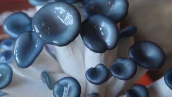 Mushroom Science Kits - Image 8