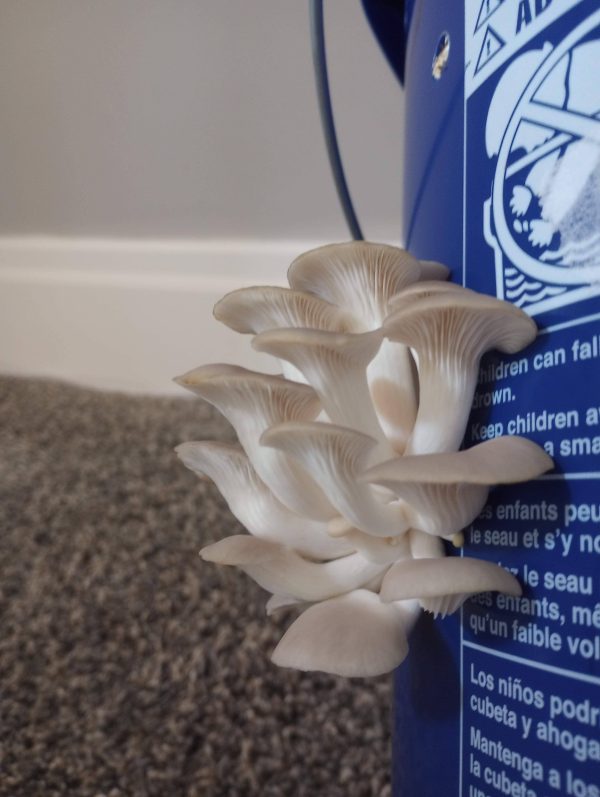 Mushroom Science Kits - Image 2