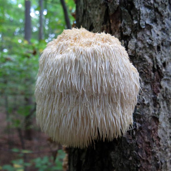 Mushroom Science Kits - Image 7
