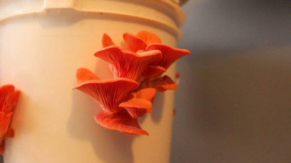 Mushroom Science Kits - Image 4